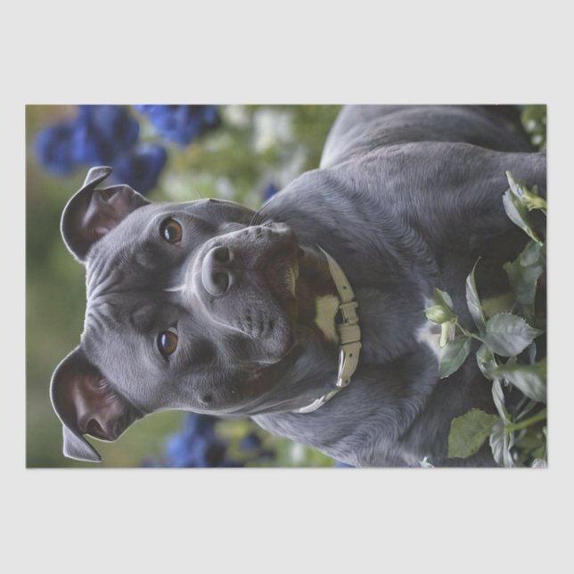 Staffordshire Bull Terrier In Blue Rose Garden,  Tissue Paper (Front)