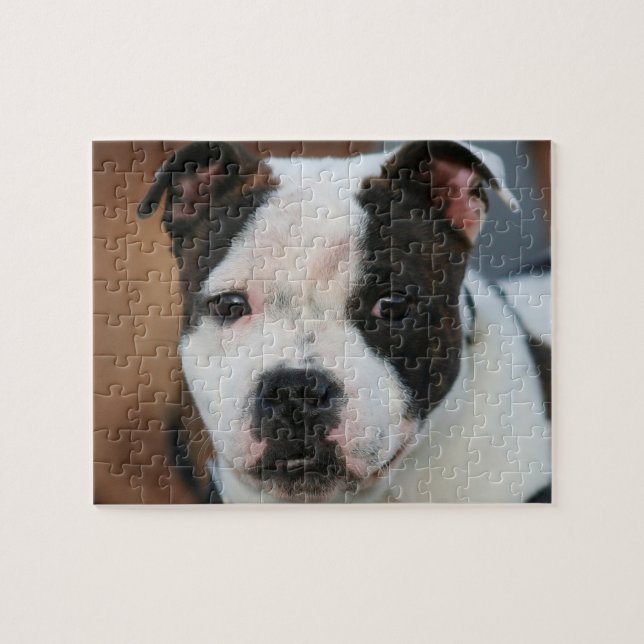 Staffordshire bull terrier jigsaw puzzle (Horizontal)