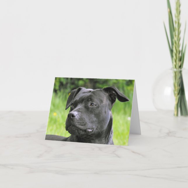 Staffordshire Bull Terrier portrait Card (Front)