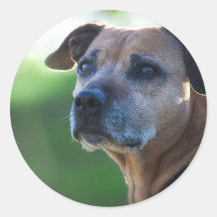 Staffordshire bull terrier portrait classic round sticker