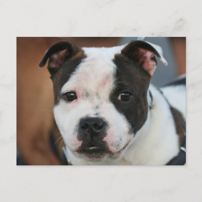 Staffordshire Bull Terrier Postcard (Front)