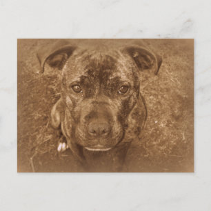 Staffordshire Bull Terrier Postcard