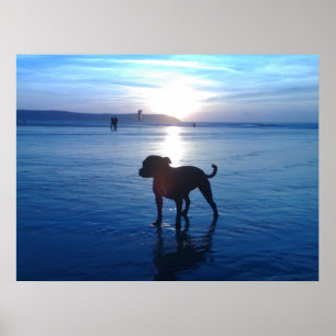 Staffordshire Bull Terrier Poster