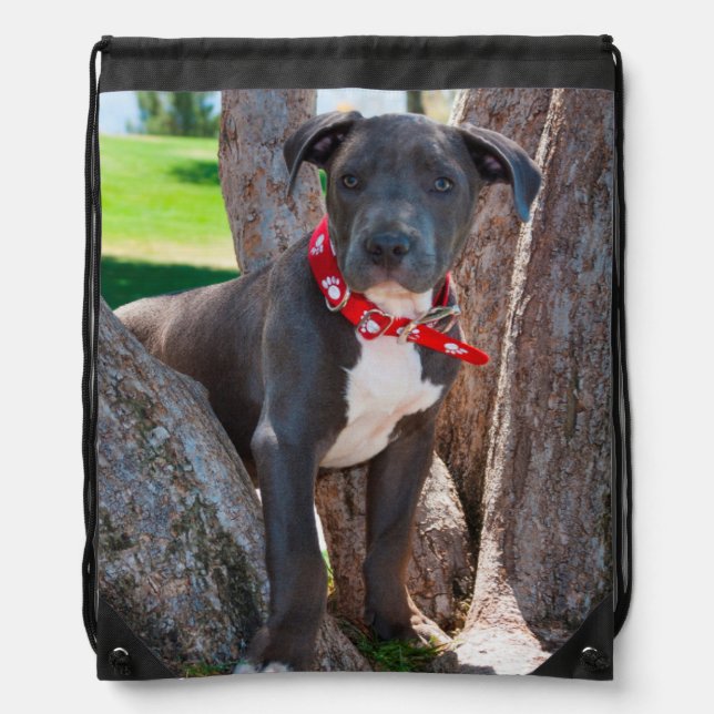 Staffordshire Bull Terrier puppy in a tree Drawstring Bag (Front)