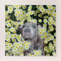 Staffordshire Bull Terrier Puppy In The Daisies,