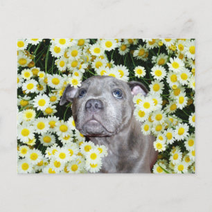 Staffordshire Bull Terrier Puppy In The Daisies, Postcard