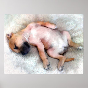 Staffordshire Bull Terrier Puppy Poster