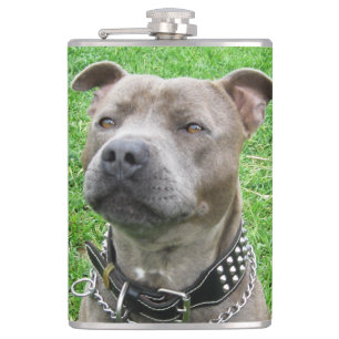 Staffordshire Bull Terrier Sitting At Attention, Hip Flask