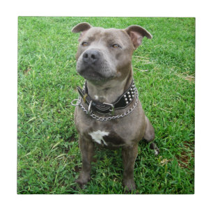 Staffordshire Bull Terrier Sitting At Attention,  Tile