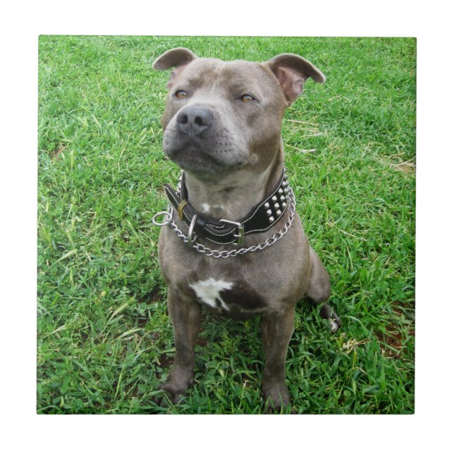 Staffordshire Bull Terrier Sitting At Attention,  Tile (Front)