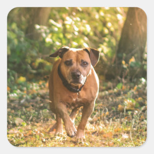 Staffordshire bull terrier square sticker