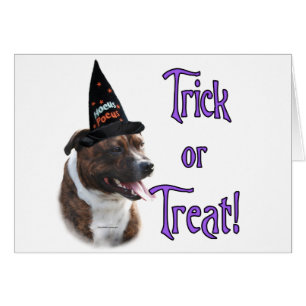 Staffordshire Bull Terrier Trick