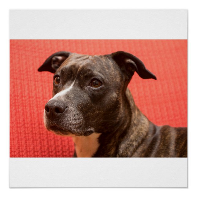 staffy 3 poster (Front)