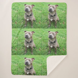 Staffy At Attention, Sherpa Blanket