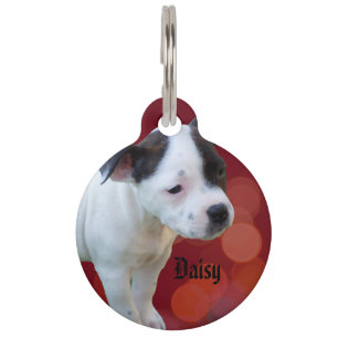 Staffy Daisy Name Logo, Pet Tag