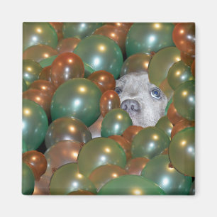 Staffy Hiding In Balloons, Magnet