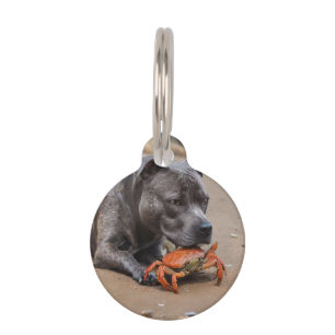 Staffy Is Friends With A Beach Crab, Pet Tag