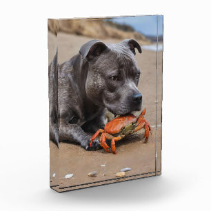 Staffy Is Friends With A Beach Crab, Photo Block