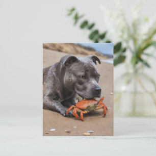 Staffy Is Friends With A Beach Crab, Postcard