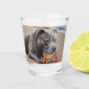 Staffy Is Friends With A Beach Crab, Shot Glass