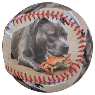 Staffy Is Friends With A Beach Crab,  Softball