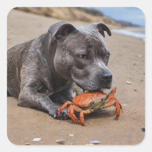 Staffy Is Friends With A Beach Crab, Square Sticker