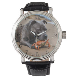 Staffy Is Friends With A Beach Crab, Watch