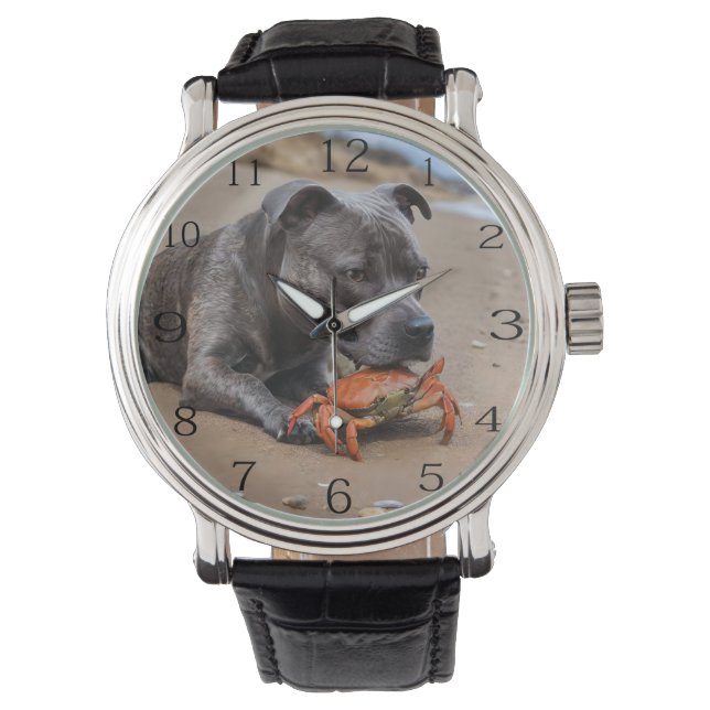 Staffy Is Friends With A Beach Crab, Watch (Front)