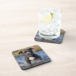 Staffy Puppy Splashing In The Sea, Coaster
