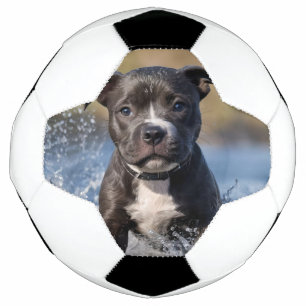 Staffy Puppy Splashing In The Sea, Football