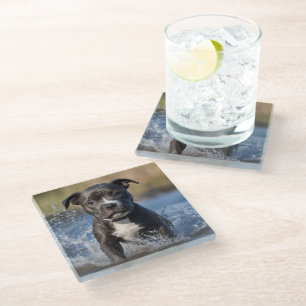 Staffy Puppy Splashing In The Sea, Glass Coaster