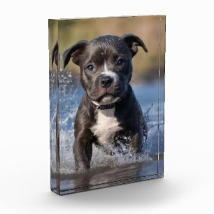 Staffy Puppy Splashing In The Sea, Photo Block