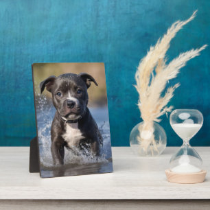 Staffy Puppy Splashing In The Sea, Plaque