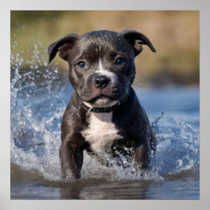Staffy Puppy Splashing In The Sea, Poster