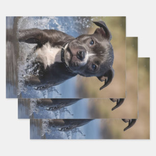 Staffy Puppy Splashing In The Sea, Wrapping Paper Sheet