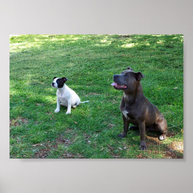 Staffys At Attention, Poster (Front)