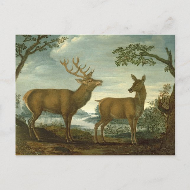 Stag and hind in a wooded landscape postcard (Front)