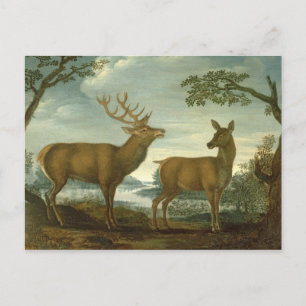 Stag and hind in a wooded landscape postcard