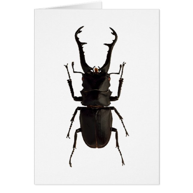 Stag Beetle (Front)
