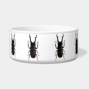 Stag Beetle