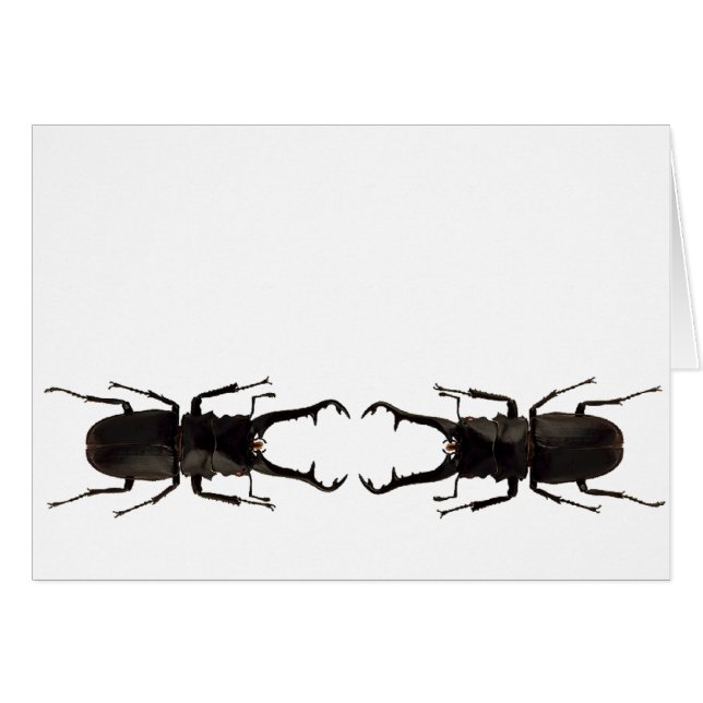 Stag Beetle (Front Horizontal)