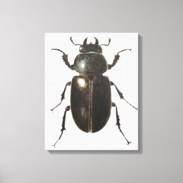 Stag Beetle 2011 Canvas Print (Front)