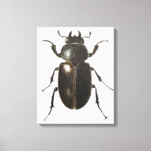Stag Beetle 2011 Canvas Print