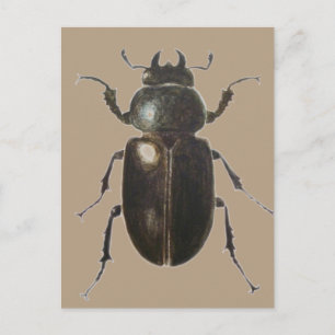 Stag Beetle 2011 Postcard