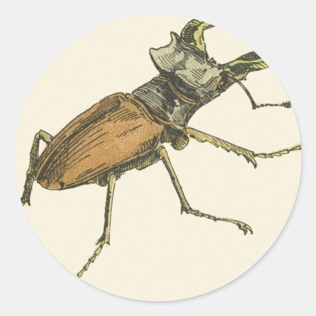 Stag Beetle Classic Round Sticker (Front)