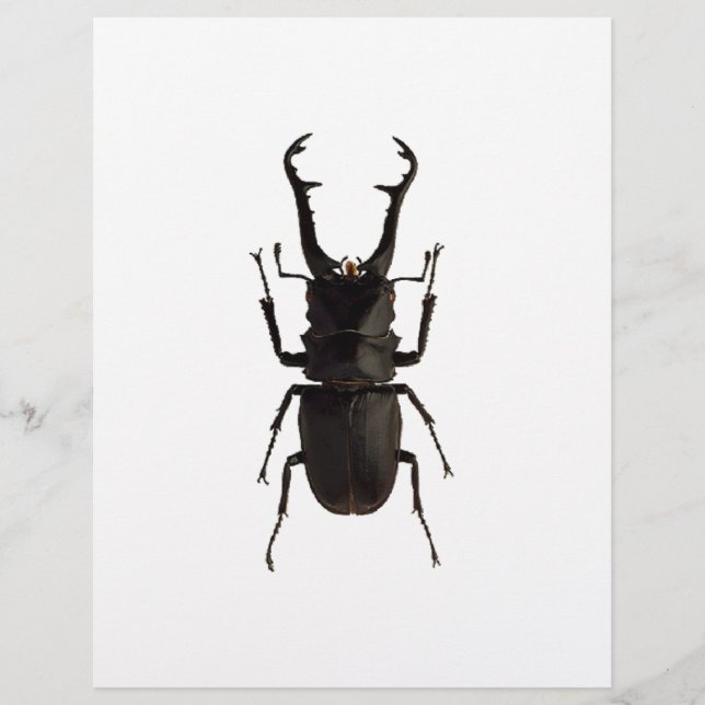 Stag Beetle Flyer (Front)