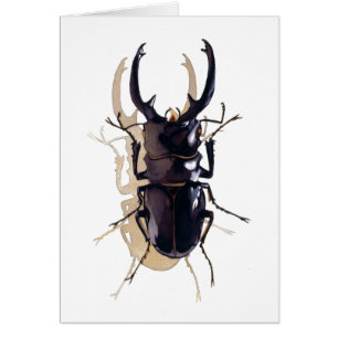 "Stag beetle" Insect Watercolor Art