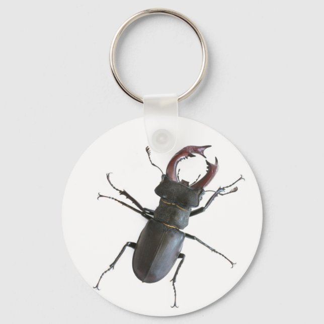 Stag beetle key ring (Front)
