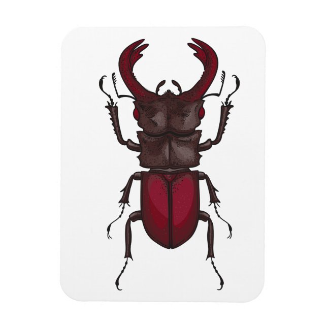 Stag beetle magnet (Vertical)