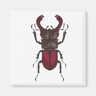 Stag beetle magnet